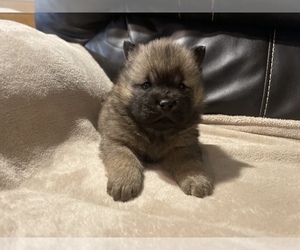 Chow Chow Puppy for sale in DRUMMONDS, TN, USA