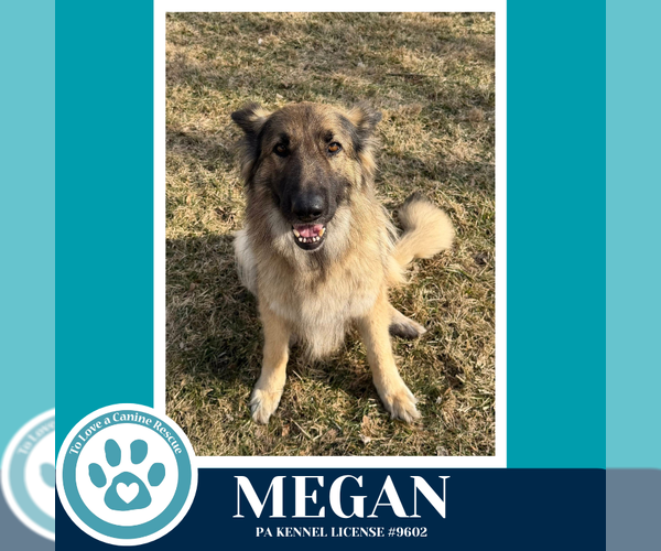 Medium Photo #2 German Shepherd Dog Puppy For Sale in Kimberton, PA, USA