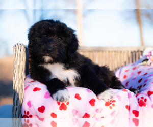 Shiba Inu Puppy for sale in WITTMANN, AZ, USA