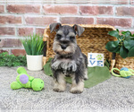 Small #6 Schnauzer (Miniature)
