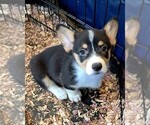 Puppy Pink collar Pembroke Welsh Corgi