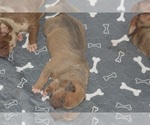 Small #29 American Bully