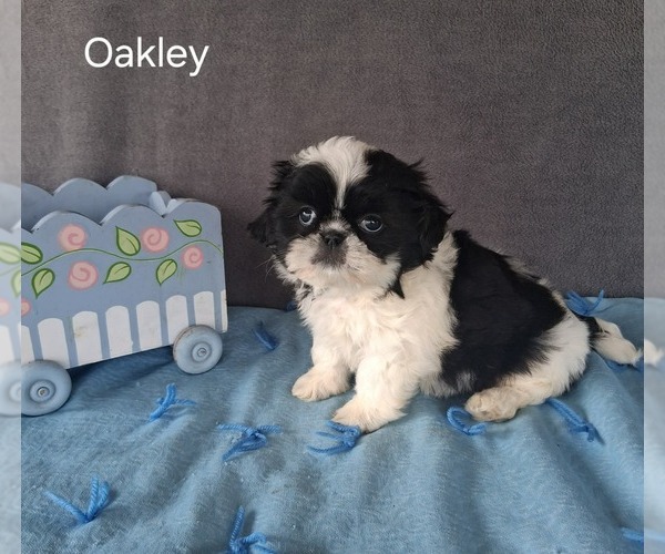 Medium Photo #3 Shih Tzu Puppy For Sale in MOUNT PLEASANT, MI, USA
