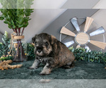 Small #1 Schnauzer (Miniature)