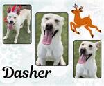 Small #1 Carolina Dog-Labrador Retriever Mix