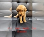 Small Photo #3 Golden Labrador Puppy For Sale in HAYWARD, WI, USA