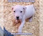 Small Photo #37 Dogo Argentino Puppy For Sale in PINEVILLE, MO, USA