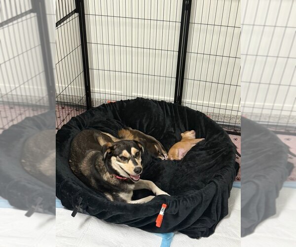 Medium Photo #9 Mutt Puppy For Sale in San Diego, CA, USA