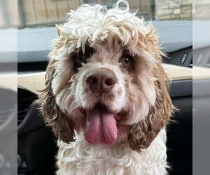 Cocker Spaniel Dogs for adoption in Arlington, VA, USA