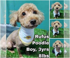 Mutt Dogs for adoption in Seattle, WA, USA