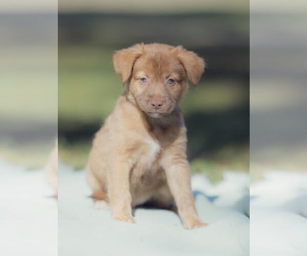 Medium Photo #2 Labrador Retriever-Unknown Mix Puppy For Sale in Orlando, FL, USA