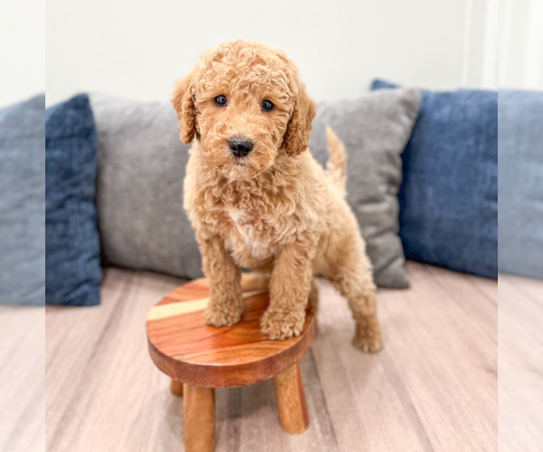 Medium Photo #2 Miniature Labradoodle Puppy For Sale in MILLERSBURG, OH, USA