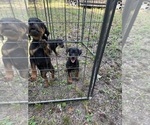 Small #3 Rottweiler