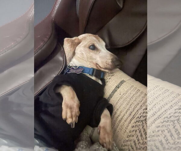 Medium Photo #1 Mutt Puppy For Sale in Gulfport, MI, USA