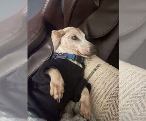 Mutt Dogs for adoption in Gulfport, MI, USA