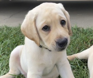 Labrador Retriever Puppy for sale in LIBERTY, SC, USA