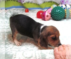 Beagle Puppy for sale in RATTAN, OK, USA