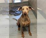 Small Doberman Pinscher