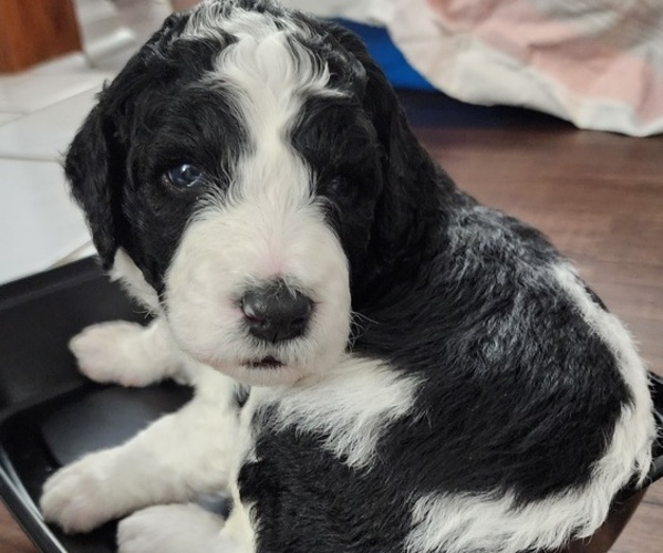 Medium Photo #1 Bernedoodle-Poodle (Standard) Mix Puppy For Sale in ROXBORO, NC, USA