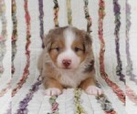 Small Photo #37 Miniature Australian Shepherd Puppy For Sale in HARRISON, OH, USA