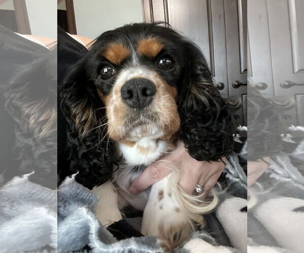 Medium Photo #1 Cavalier King Charles Spaniel Puppy For Sale in Sioux Falls, SD, USA