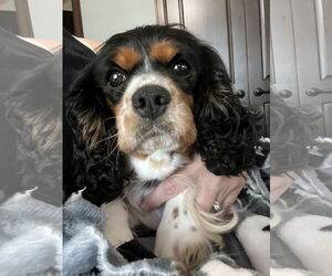 Cavalier King Charles Spaniel Dogs for adoption in Sioux Falls, SD, USA