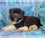 Small Photo #4 Akita Puppy For Sale in CHRISTIANA, PA, USA