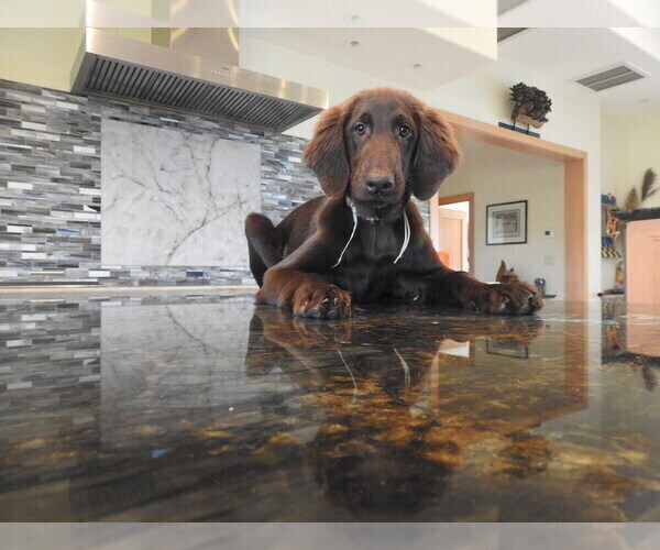 Medium Photo #1 Flat Coated Retriever Puppy For Sale in LAHAINA, HI, USA