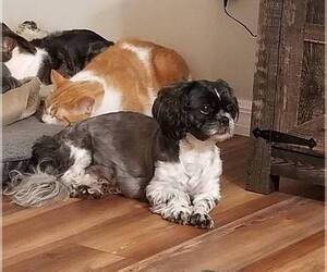 Mother of the Shih Tzu puppies born on 07/11/2025