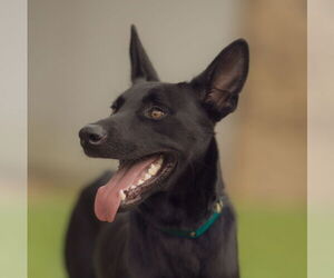 Medium Mutt