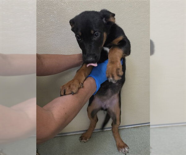 Medium Photo #1 German Shepherd Dog Puppy For Sale in Placerville, CA, USA