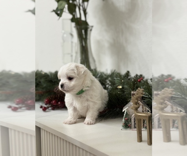 Medium Photo #8 Maltese Puppy For Sale in CITRUS HEIGHTS, CA, USA