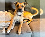 Small #1 Boxer Mix