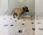 Small Photo #9 Belgian Malinois Puppy For Sale in LABADIE, MO, USA
