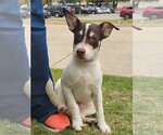 Small Photo #5 Mutt Puppy For Sale in Dallas, TX, USA