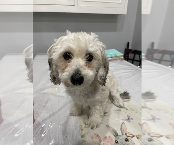 Medium Photo #16 Maltipoo (Miniature) Puppy For Sale in PALMDALE, CA, USA