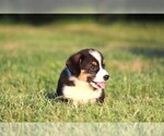 Puppy Theo Pembroke Welsh Corgi