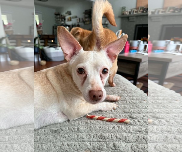 Medium Photo #5 Chiweenie Puppy For Sale in Catasauqua, PA, USA