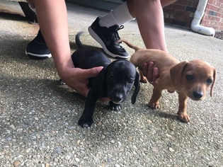 Dachshund Puppy for sale in NEWPORT NEWS, VA, USA