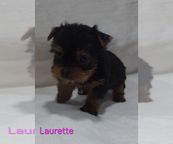 Medium Photo #7 Yorkshire Terrier Puppy For Sale in AZLE, TX, USA