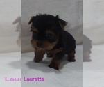 Small #6 Yorkshire Terrier