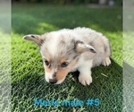 Small #9 Pembroke Welsh Corgi