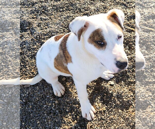 Medium Photo #1 Labrador Retriever-Unknown Mix Puppy For Sale in Rockaway, NJ, USA