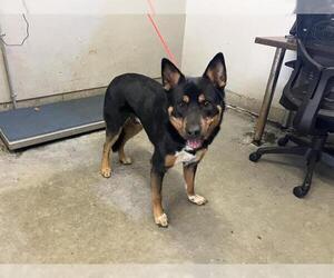 German Shepherd Dog-Unknown Mix Dogs for adoption in Camarillo, CA, USA