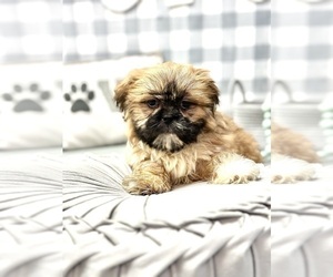 Shih Tzu Puppy for sale in MARIETTA, GA, USA