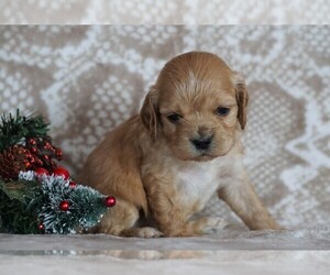Cocker Spaniel-Poodle (Miniature) Mix Puppy for sale in FREDERICKSBG, OH, USA