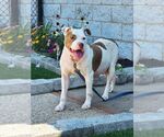 Small #2 American Staffordshire Terrier Mix