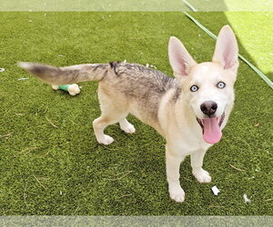 Gerberian Shepsky Dogs for adoption in Mission Viejo, CA, USA