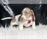 Small #4 Dachshund
