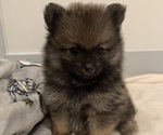 Small Photo #4 Pomeranian Puppy For Sale in SNOHOMISH, WA, USA